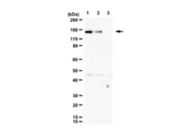 phospho DCC (Tyr1418) Rabbit anti-Rat, Polyclonal, MilliporeSigma:Antibodies:Primary